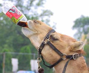 coca_cola_camel_drinking_from_bottle.jpg